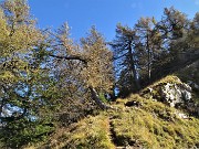 57 Sul ripido sentierino di salita dal Passo di Monte Colle al Pizzo Badile larici colorati d'autunno